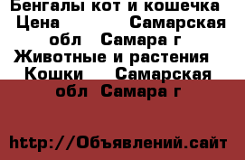 Бенгалы,кот и кошечка › Цена ­ 8 000 - Самарская обл., Самара г. Животные и растения » Кошки   . Самарская обл.,Самара г.
